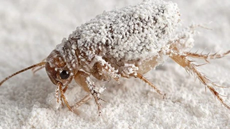 Pământ de diatomee pentru eliminarea puricilor: cum funcționează și cum se aplică corect