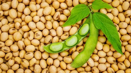 Fermierii români se întorc la soia. Producția ar putea crește cu peste 60%