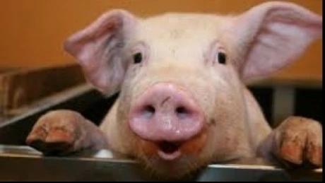 20 de euro pentru fiecare porc. Legea pentru schema de ajutor pentru crescătorii de porcine, în consultare publică