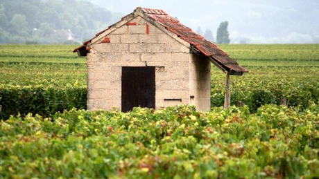 Seceta intensă din Franța afectează pespectivele producției de vin