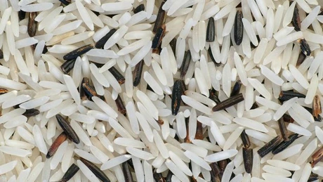 Dezastru pentru India. Producţia de orez, cea mai mare din ultimii 20 de ani