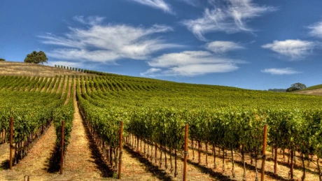 Ajutor pentru vin - Producătorii viticoli pot depune cererile de plată pentru asigurarea recoltei până pe 15 octombrie 2026
