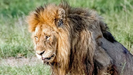 Analiză Ebury – Anticipăm o depreciere ușoară și controlată a leului