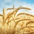 Prima prognoză pentru producțiile agricole din acest an. Randamentele sunt și cu 15% mai mari, dar se poate reinstala seceta