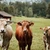 Marii producători de lactate anunţă că se aliază pentru a reduce emisiile de metan