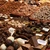 Brazilia vrea să domine şi piaţa de cacao