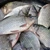ANPC a dat amenzi de 1,1 milioane de lei în urma controalelor efectuate la nivel național în perioada 22 – 26 aprilie 2024 în sectorul de comercializare a peștelui