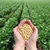 Fermierii din SUA cultivă mai multă soia pentru a-şi limita pierderile în contextul scăderii preţurilor – Reuters