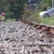 Șase trenuri, oprite temporar în stații din cauza defecțiunii locomotivei trenului R 8010 Constanţa – Bucureşti Nord
