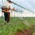 Cantitatea de pesticide ilegale utilizată de europeni a crescut și sunt otrăvite legumele, deși poliția a confiscat 2.040 de tone în 2022