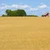 Africa de Nord se îndreaptă către Marea Neagră pentru importurile de grâu. Ce a câștigat România