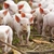 Ministerul Agriculturii vrea să ofere ajutoare de 1,4 miliarde de lei în 2025 pentru investiții în construirea de locuri de cazare pentru porci