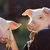 Efectivele de animale din UE au scăzut în 2024. La fel s-a întâmplat și în România