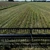 AAC: Direcțiile propuse de Parlamentul European pentru bugetul UE post-2027 sunt un pas importat spre o Politică Agricolă Comună (PAC) mai corectă şi adaptată realităţilor