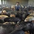 China amână decizia în cazul importurilor de carne de porc din UE