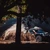 Îmvinsă de Toyota în spectaculosul raliu din Argentina, Dacia se menține lider în clasamentul general
