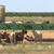 Focar de variola oilor la o fermă din comuna Padina, județul Buzău. Peste 1.800 de animale vor fi sacrificate (VIDEO)