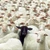Interdicţia la exportul de ovine şi caprine din România către ţările terţe a fost extinsă de Comisia Europeană până la 31 decembrie 2026
