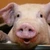 20 de euro pentru fiecare porc. Legea pentru schema de ajutor pentru crescătorii de porcine, în consultare publică
