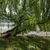 Primăria Municipiului București anunță că va tăia 103 arbori de pe malul Lacului Herăstrău