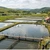 14 milioane de euro bani de la UE pentru fermele de acvacultură românești. Se dau 174 de euro pe ha pe an 