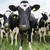 Ajutoare de stat de 52 milioane euro pentru crescătorii de bovine din România afectaţi de creşterea preţurilor la combustibili. Anun de la Comisia Europeană