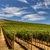 Ajutor pentru vin – Producătorii viticoli pot depune cererile de plată pentru asigurarea recoltei până pe 15 octombrie 2026