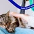 Tehnologia în ajutorul animalelor. A fost lansată o platformă dedicată adopției animalelor de companie,