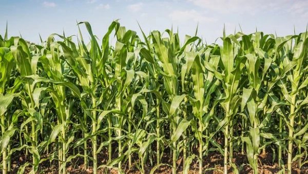 România exportă mai multă mâncare. Livrările agricultorilor români către piețele externe sunt cu aproape 8% mai mari