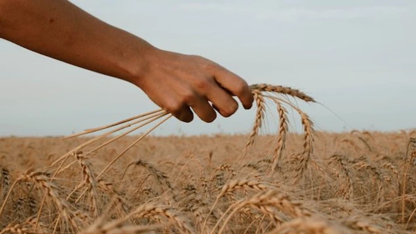 Performanță în agricultură: România se pregătește de o producție uriașă de grâu, câte milioane de tone recoltăm. Vești bune și despre porumb