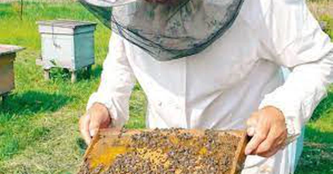 Statele Uniunii Europene sunt de acord cu reducerea limitelor maxime de reziduri din pesticidele neonicotinoide pentru a proteja albinele