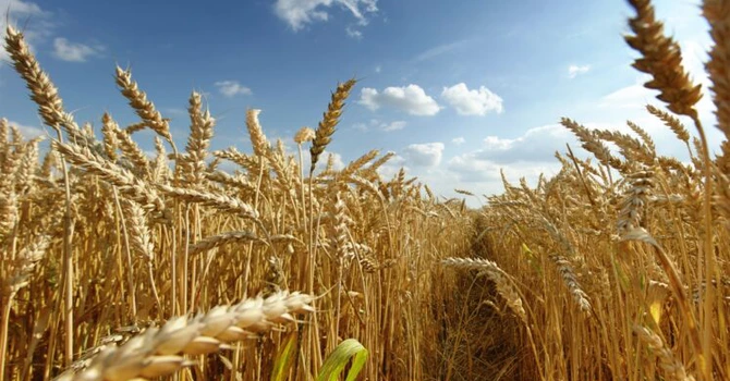 Randamentele la grâu, orz, rapiță și secară, în scădere în România în acest an, potrivit ultimei prognoze UE. Doar floarea-soarelui se va produce în cantități mai mari