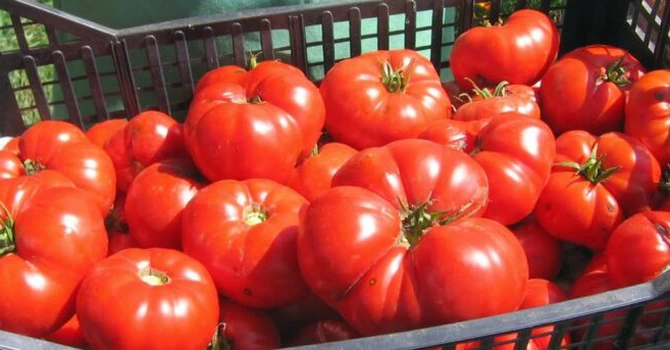 Ministerul Agriculturii a primit din zece județe cereri de decontare în valoare de peste 66 de milioane de lei din partea beneficiarilor Programului Tomata