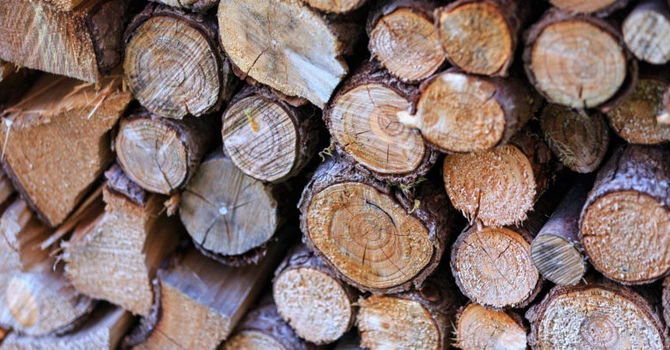WWF România propune autorităţilor o metodologie de cuantificare a recoltărilor ilegale de lemn