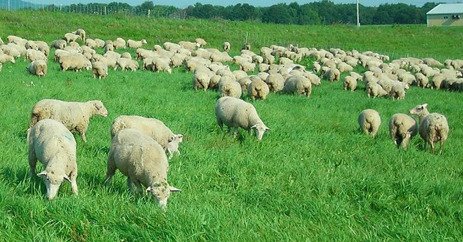 Spania şi România au cele mai mari efective de ovine din Uniunea Europeană