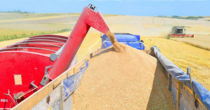 Egiptul vrea să cumpere un milion de tone de grâu din Serbia
