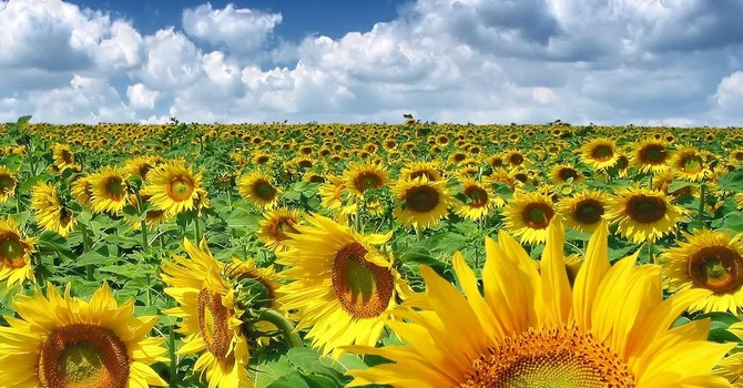 România, pe locul doi din UE la producția de floarea soarelui