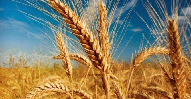 Ministrul bulgar al Agriculturii, Georgi Tahov: Ne așteptăm să recoltăm peste 6 milioane de tone de grâu în 2024