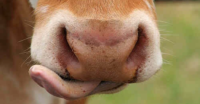 Lupu, Holstein RO: Ar trebui să se oprească modul în care sume importante pleacă la ferme ce nu produc lapte şi nu au minimum de performanţă