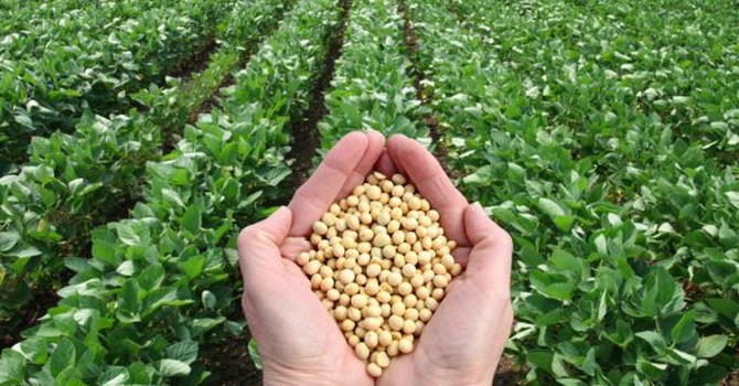 Fermierii din SUA cultivă mai multă soia pentru a-şi limita pierderile în contextul scăderii preţurilor – Reuters