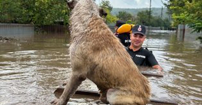 ANSVSA recomandă proprietarilor de animale din zonele afectate de inundații să coopereze cu medicii veterinari