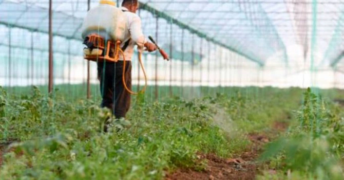 Cantitatea de pesticide ilegale utilizată de europeni a crescut și sunt otrăvite legumele, deși poliția a confiscat 2.040 de tone în 2022