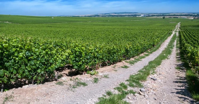 Culesul viei începe mai devreme în Franța în acest an, din cauza schimbărilor climatice