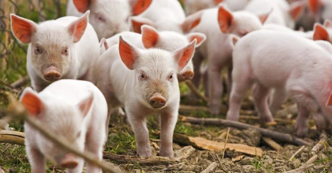 Efectivele de porcine ale României au crescut cu 0,5%, la data de 1 mai 2024