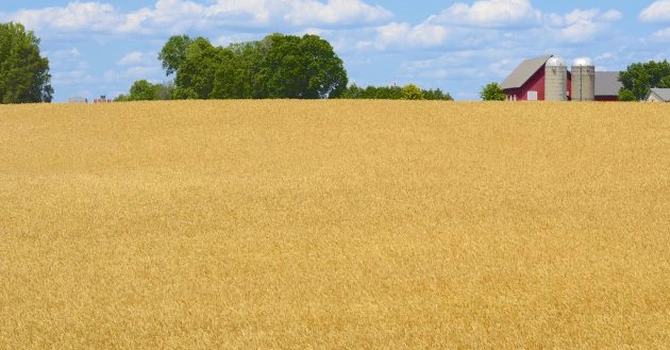 Africa de Nord se îndreaptă către Marea Neagră pentru importurile de grâu. Ce a câștigat România
