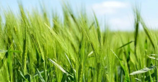 Producția de grâu a României ar putea ajunge anul acesta la peste 11 milioane de tone. Creștere de 21% față de media ultimilor cinci ani. Prognoză UE