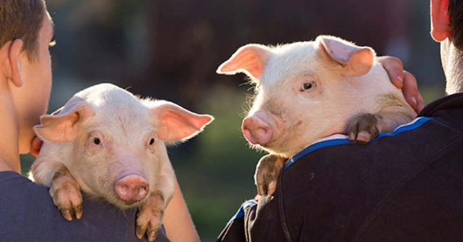 Efectivele de animale din UE au scăzut în 2024. La fel s-a întâmplat și în România