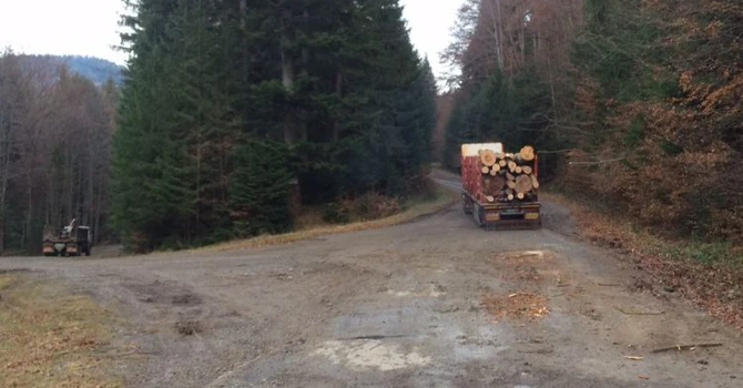 Fondul forestier a crescut cu 1.263 de hectare, la 6,61 milioane de hectare – INS