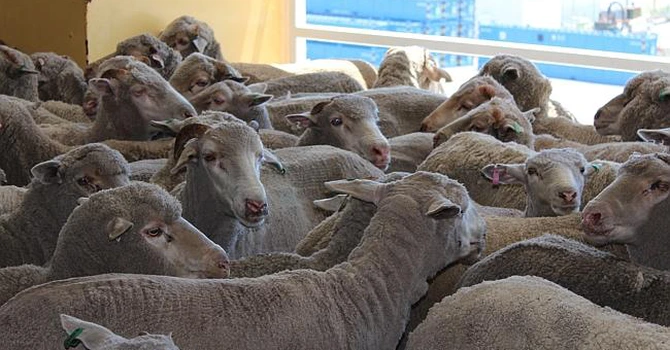 Uniunea Europeană a impus restricții privind trasportul de ovine și caprine din județele Arad și Bihor către statele membre, din cauza pestei micilor rumegătoare