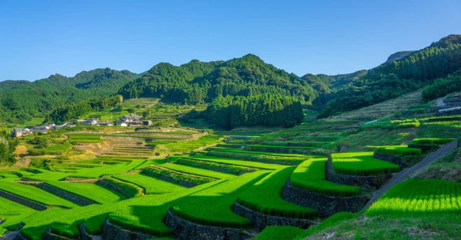 Demisie de onoare în Japonia – Ministrul agriculturii pleacă din guvern după o remarcă nefericită